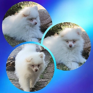 12 Wochen alter pomchi wartet auf dich