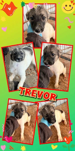 goldiger Welpenjunge "Trevor" sucht ein liebevolles Zuhause 