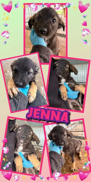 zuckersüßes Welüenmädchen "Jenna" sucht ein liebevolles Zuhause