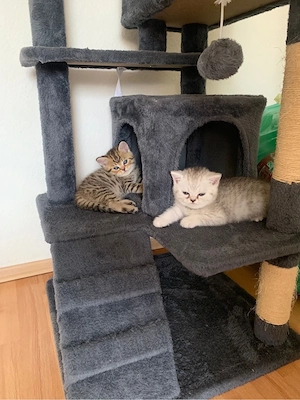 British Shorthair 