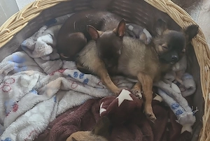 Chihuhahuha suchen ein neues zu Hause
