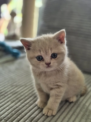 Süße Bkh Kitten 
