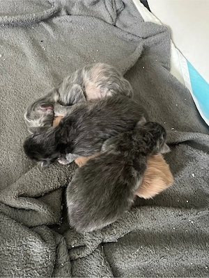 main coon kitten 