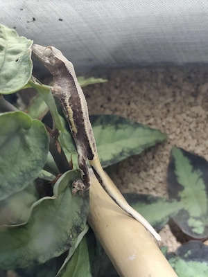 Kronengecko Correlophus ciliatus lillywhite 