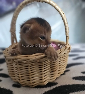 Reinrassige Abessinische Kätzchen