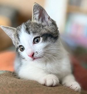 Liebes, verspieltes Katzen-Mädchen sucht neues Zuhause