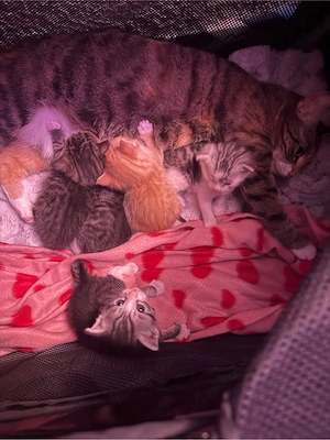 Kitten abzugeben 