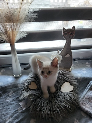 Fredy BKH  BLH kater 