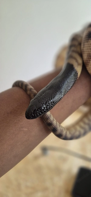 Schwarzkopfpython anzugeben 