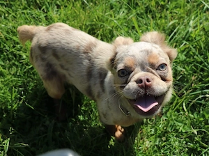 Traum Hündin Französische Bulldogge 