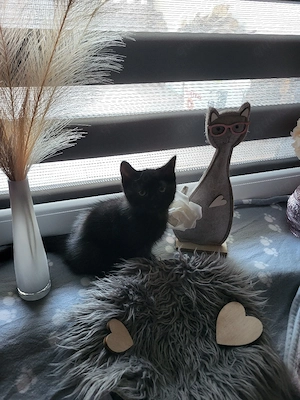 Elvis ein BKH BLH kater 
