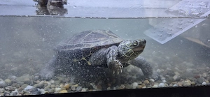 Chinesische Dreikielschildkröte 