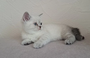 5 Reinrassige BKH- Kitten