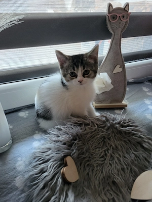 Lilli eine BKH BLH katze 