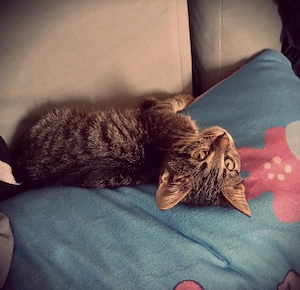 DRINGEND Kuschelplatz für kleines Kätzchen gesucht