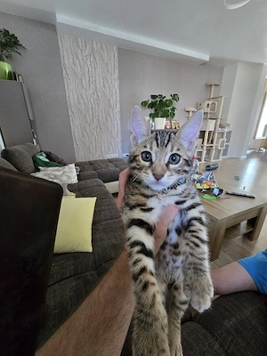 Süsse Bengal-Kitten 
