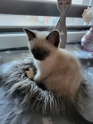 Luki ein BKH BLH kater 