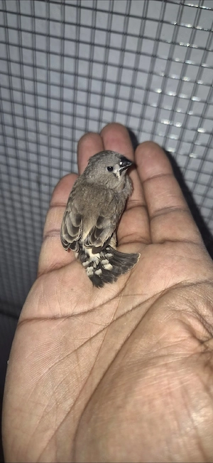 Zebrafinken abzugeben 