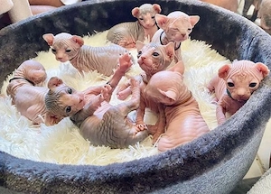 Sphynx kitten Jungen und Mädchen suchen neues Zuhause