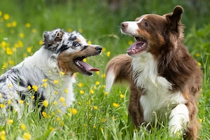 Australian Shepherd welpen 