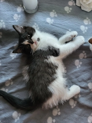 Wölkchen ein BKH kater ist auszug bereit 