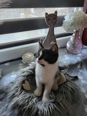 Wölkchen ein BLH BKH kater 