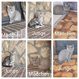 Bkh kitten  ab sofort 6 Stück 