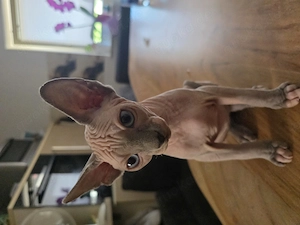 Sphynx Katercher sucht Traumzuhause