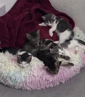 Katzenbabys 