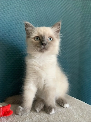 Heilige Birma Kitten