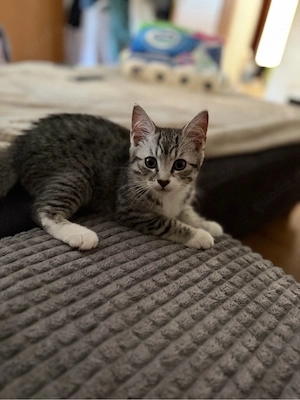 Ragdoll-Mix Kater sucht noch ganz dringend liebevolles zuhause