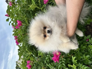 Pomeranian Rüde