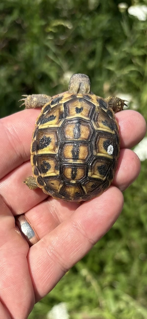 Griechische Landschildkröten Toskana (Thh)