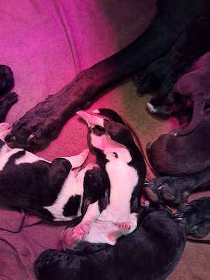Labrador mix welpen 