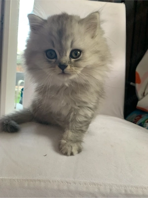 Süsses Katzenbaby 12 Wochen jung 