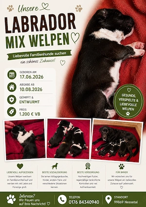 Labrador mix welpen 
