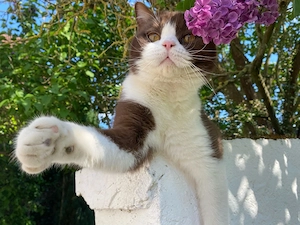 Britisch Kurzhaar Kater sucht dringend neues zuhause 