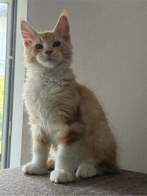 XXL Maine Coon mit Zuchtfreigabe, Kitten Kater Zucht