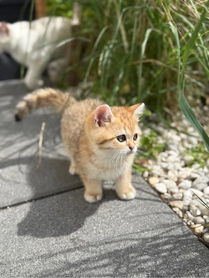 BKH Britisch Kurzhaar Kitten 