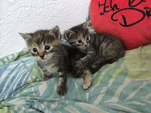 Süsse Baby Katzen