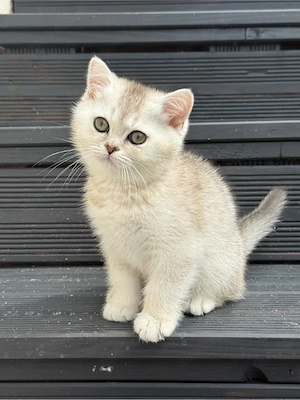Britisch Kurzhaar Kater Blue golden Shaded