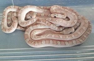 Ghost bloodred Kornnatter Weibchen von 08.2025