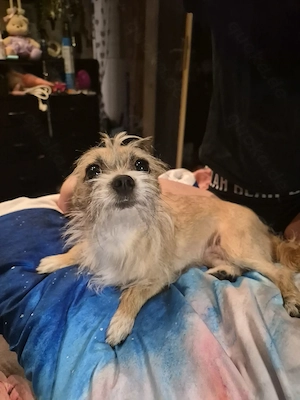 Chihuahua Hündin sucht liebes Zuhause 
