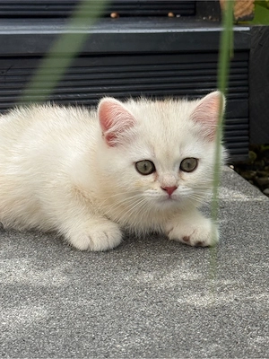 Britisch Kurzhaar Kater in Blue Golden Shell