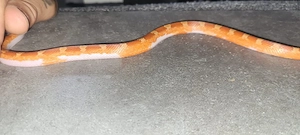 Bloodred Pied sided Kornnatter Männchen 