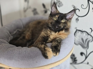 Maine Coon Mädchen 