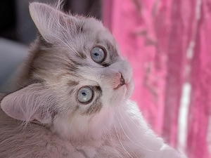 Ragdoll - Norwegischer Waldkatzen - Maine Coon - Mix sucht