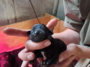 Labrador mix welpen 