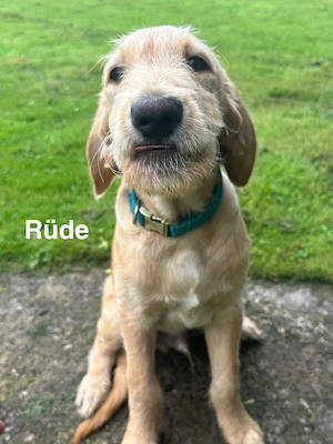 Labradoodle Welpen suchen ab JETZT ein neues Zuhause