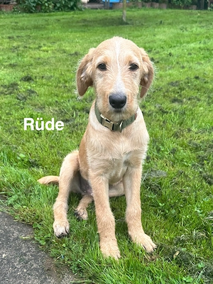 Labradoodle Welpen suchen ab JETZT ein neues Zuhause